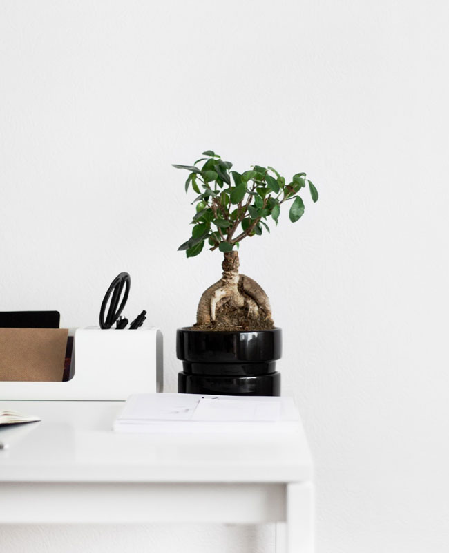 table-plant