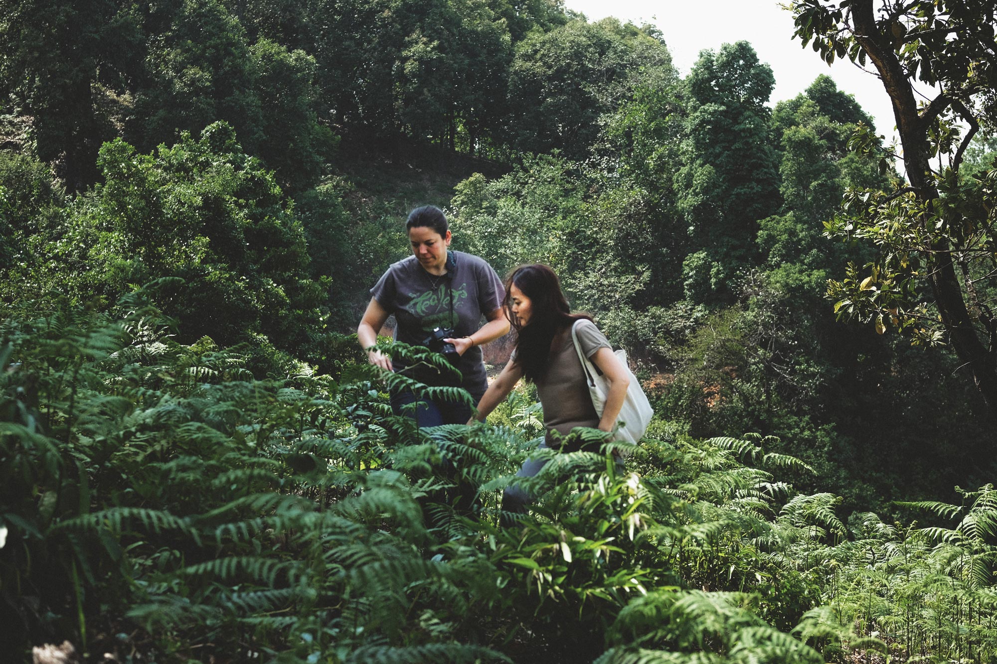 Eastern Leaves owners and workers see themselves as “wild forest keepers,”