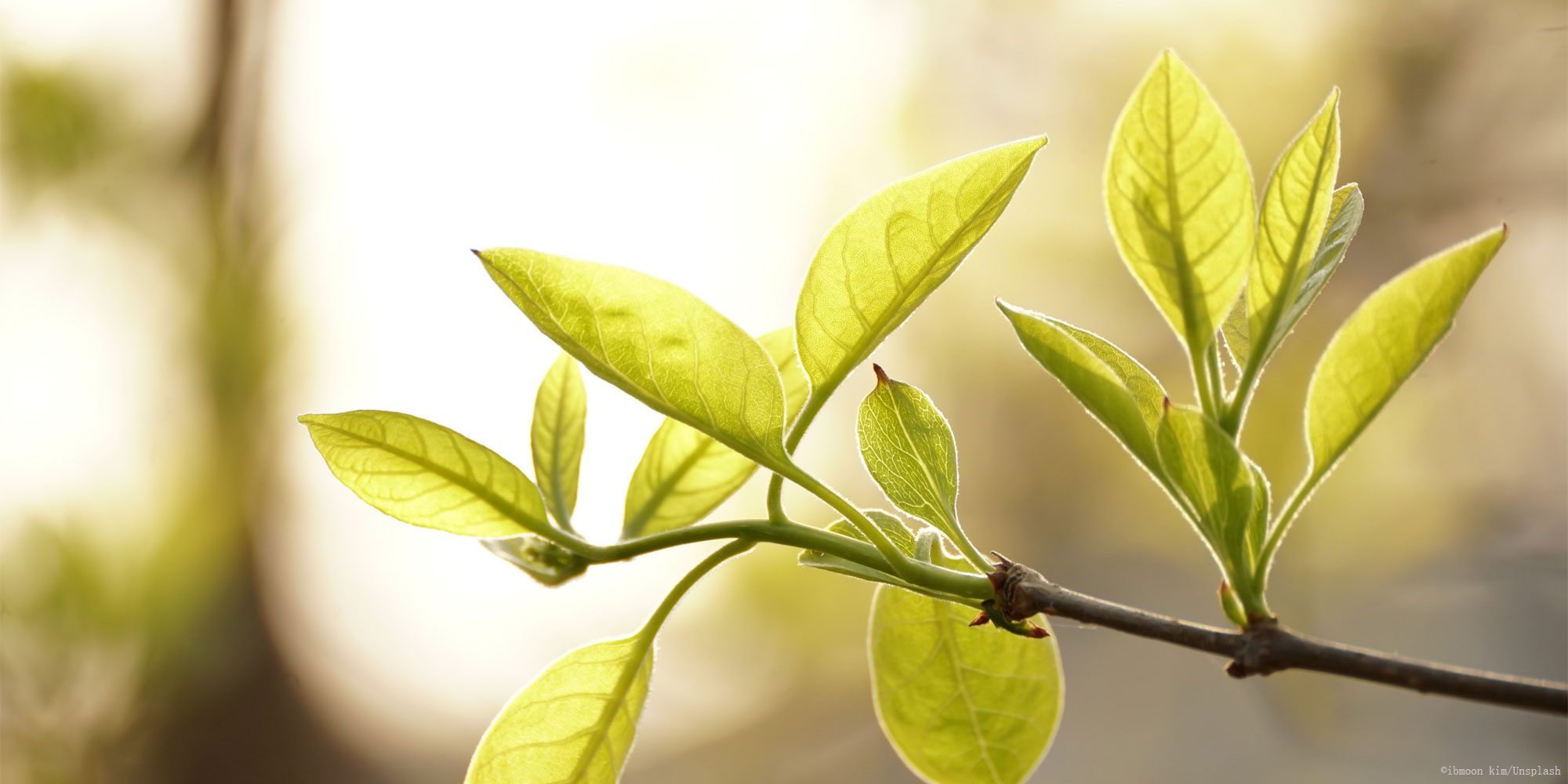 best-green-tea