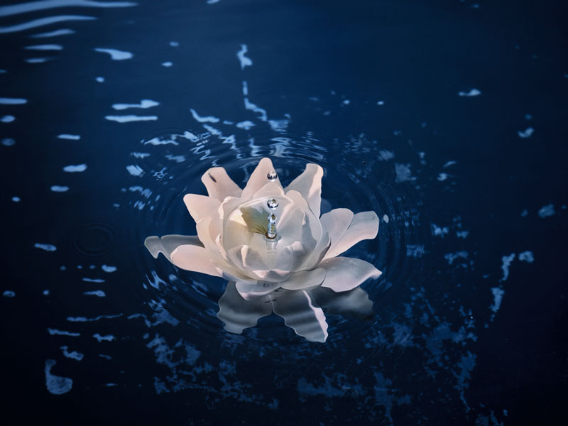 Water Lily - NYMPHEAS_CLEANSERS_22_P02C_Nymphea_bulles_FOND_BLANC