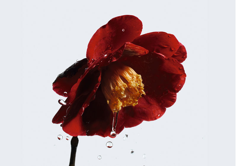 CHANEL’s-signature-flower-6