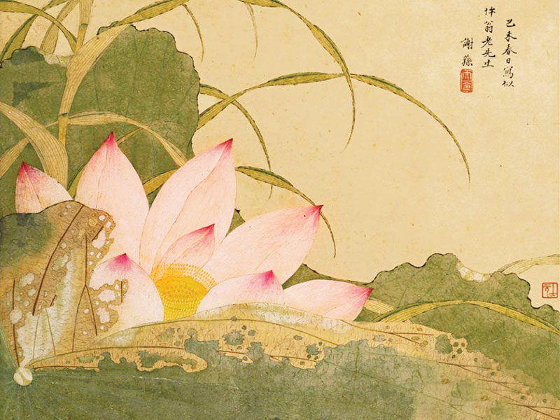 Summer-Lotus-1