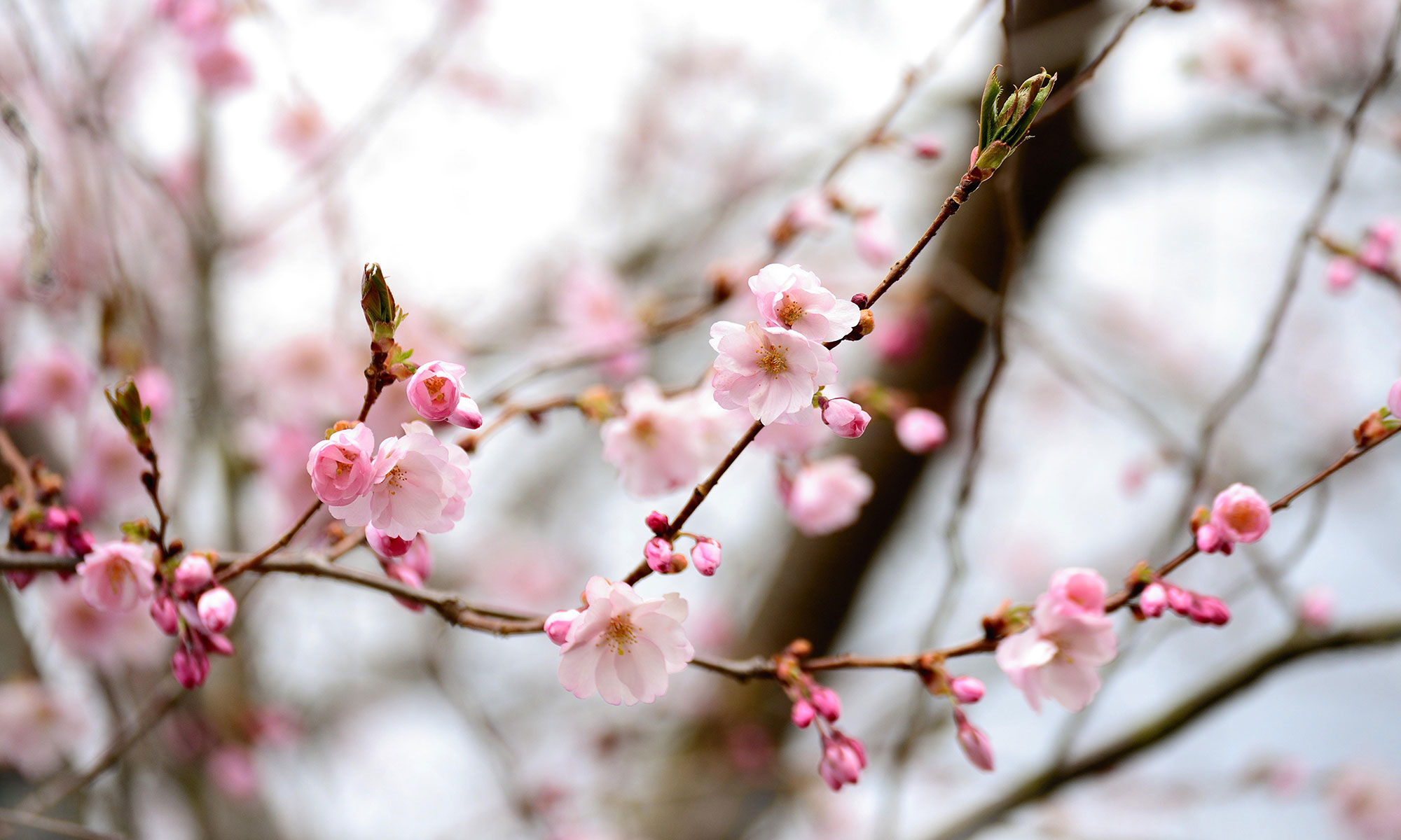 Poems-about-flowers--1