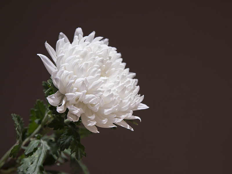 Poems-about-flowers--15
